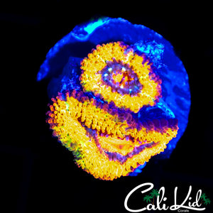 BLINDING ACAN DOUBLE