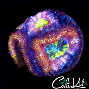 RAINBOW SWIRL ACAN QUAD