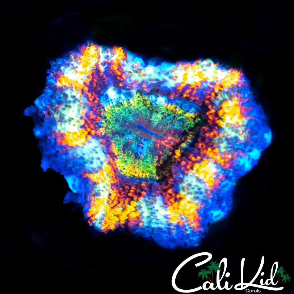 ULTIMARE RAINBOW ACAN