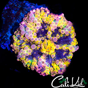 SOLOMAN ISLAND RAINBOW YUMA