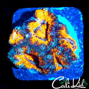 TIGER ACAN MINI COLONY