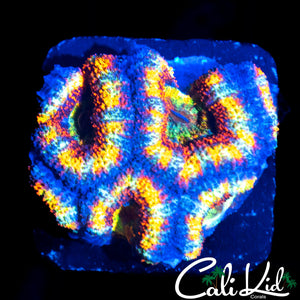 INSANE RAINBOW ACAN QUAD