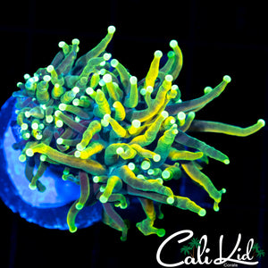 MEDUSA TORCH