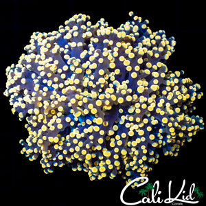 LARGE PEACH BRANCHING OCTOSPAWN