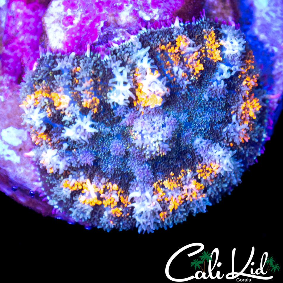 RAINBOW PESIAN RUG MUSHROOM
