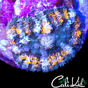 RAINBOW PESIAN RUG MUSHROOM