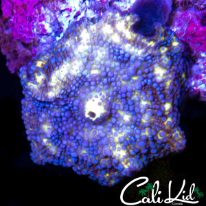 BLUE DOT DISCO SHROOM