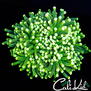 GOLD TIP TORCH MINI COLONY