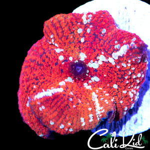 LARGE RED DEVIL TYPE MUSHROOM