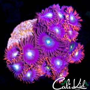 ULTRA ZOA MINI COLONY
