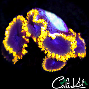 STIGGY MARLEY MINI COLONY