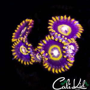 PURPLE HORNETS