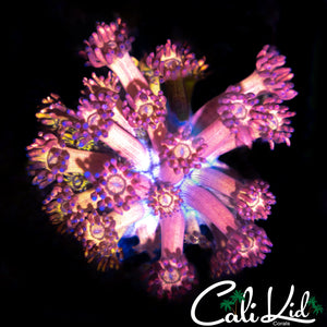 FROSTED RAINBOW GONI