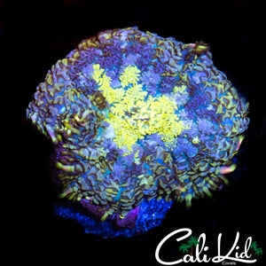 WATER COLOR RHODACTIS