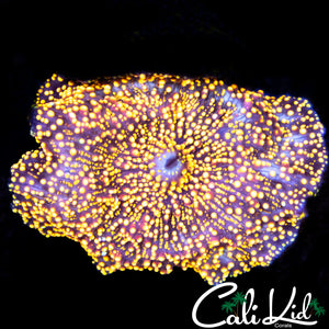 LARGE INTERSTELLAR MUSHROOM