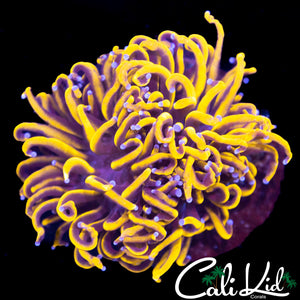NOODLE TENTACLE TORCH MINI COLONY