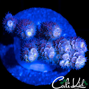 FUZZY RAINBOW TENIUS