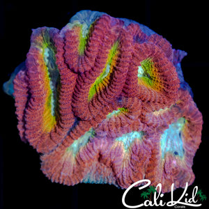 RARE RAINBOW EYE FAVIA
