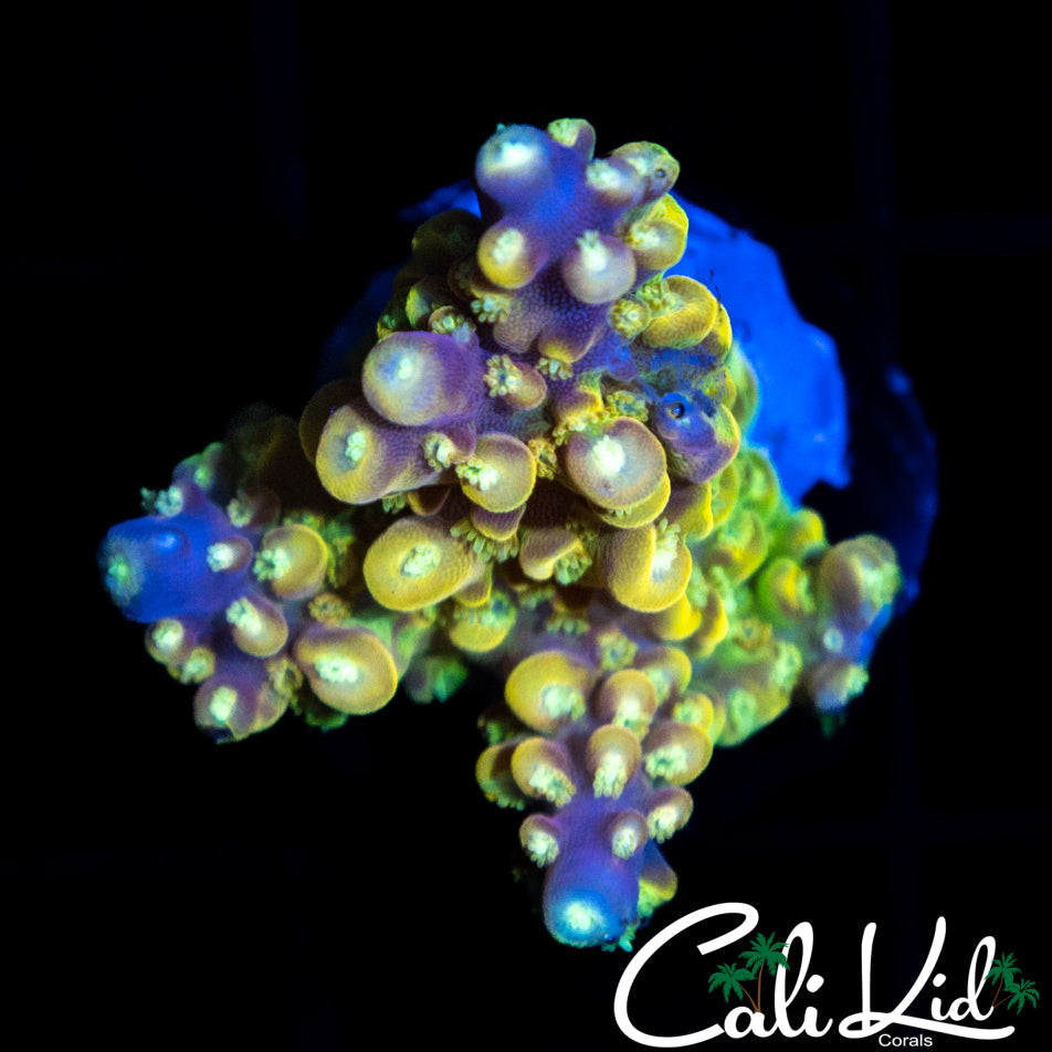 RAINBOW LOOM TYPE ACRO