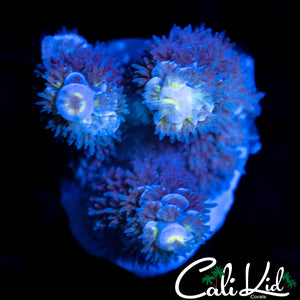 FUZZY TENIUS FRAG