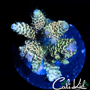 RAINBOW MILLI CHUNK