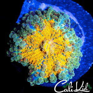 GOLDEN EYE YUMA LARGE