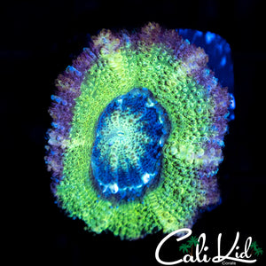 RARE COLOR ASIAN ACAN