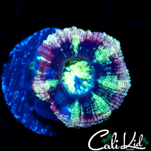 PURPLE ASIAN ACAN