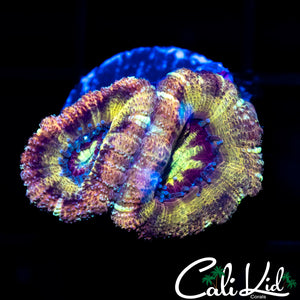 PATCHWORK ASIAN ACAN DOUBLE