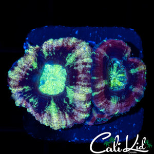 PURPLE ASIAN ACAN TRIPLE