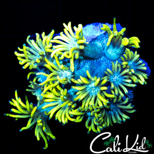 SUNFLOWER GONI