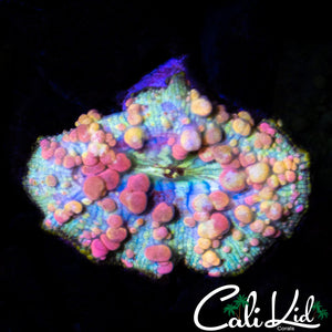 NEPTUNE BOUNCE MUSHROOM