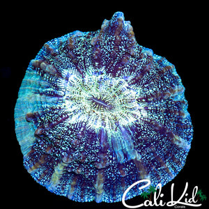 ULTRA ACANTHOPHYLLIA MEAT CORAL