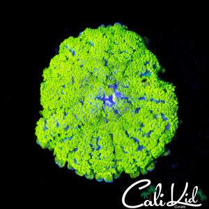 FUZZY BLUE BASE RHODACTIS
