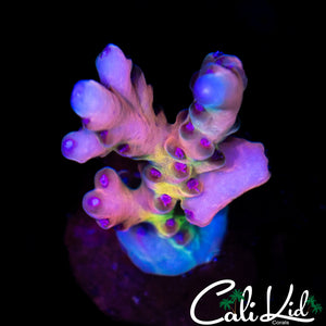CK GOLDEN ROD LOKANI
