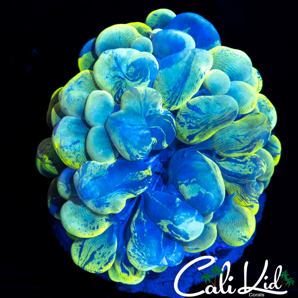 BRANCHING SPLATTER HAMMER BUBBLE CORAL