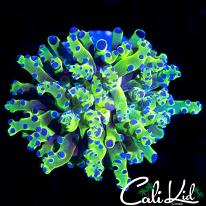 OG BRANCHING FROGSPAWN