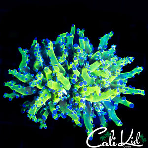 OG BRANCHING FROGSPAWN