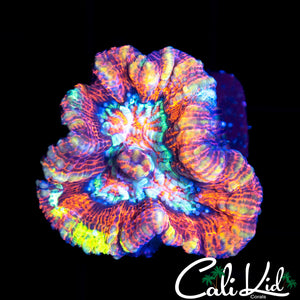 RAINBOW WILSONI FRAG
