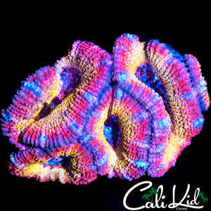 PASTEL RAINBOW ACAN MINI