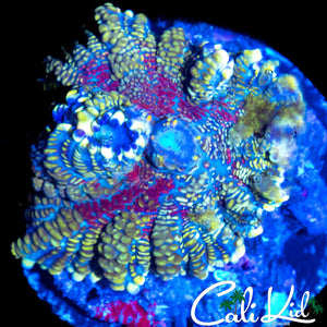 ULTRA RHODACTIS