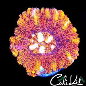 FLAME RIM BUTTON SCOLY