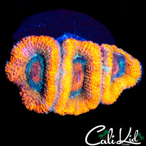 ULTRA ACAN TRIPLE