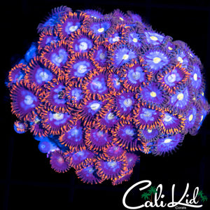 KERMIT BUBBLE RHODACTIS