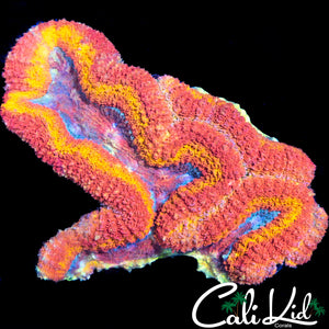 ULTRA ZOA COLONY