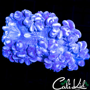 GHOST BUBBLE CORAL