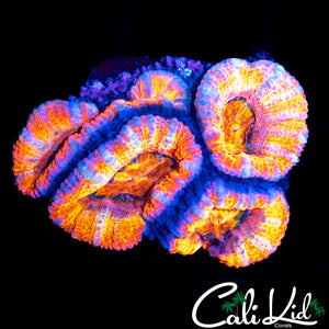 RAINBOW ACAN QUAD