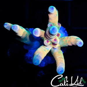 CK RAINBOW LOKANI