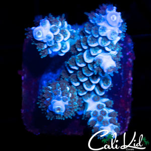 BI COLOR TENIUS