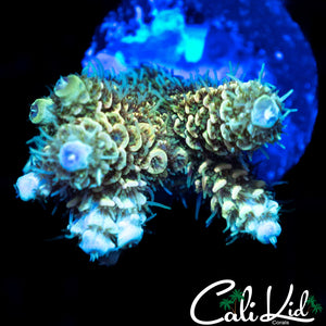 RAINBOW MILLI CHUNK